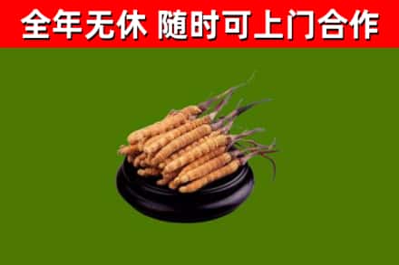 科尔沁右翼前旗回收散虫草