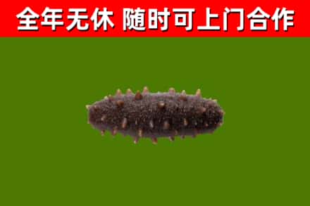 科尔沁右翼前旗回收海参干